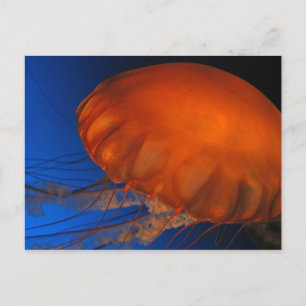 Jellyfish #3 postcard