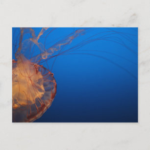 Jellyfish #5 postcard