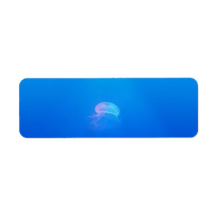 jellyfish-698521 SEA CREATURES ANIMALS BLUE OCEAN