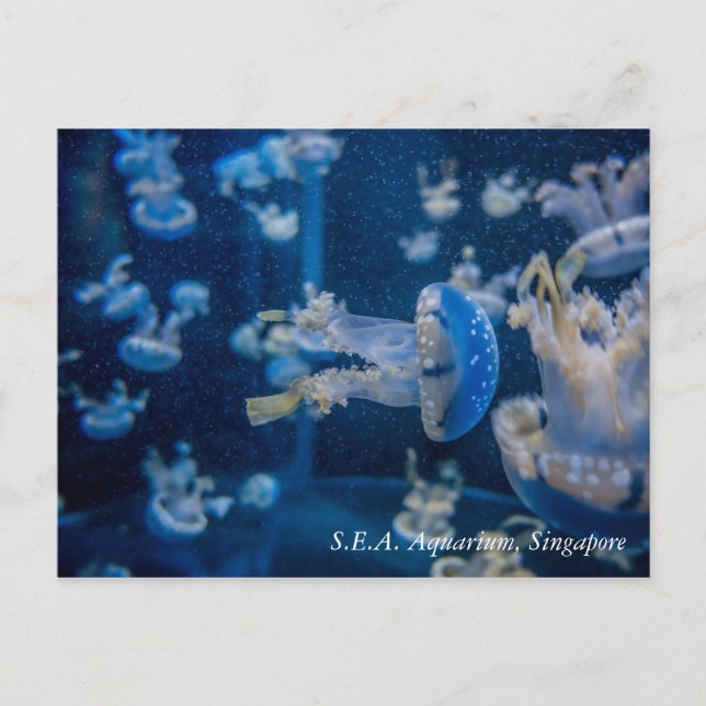 Jellyfish at S.E.A. Aquarium Singapore Postcard (Front)