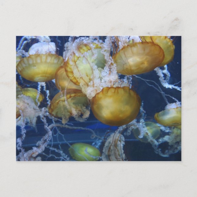 Jellyfish at the Aquarium Postcard (Front)