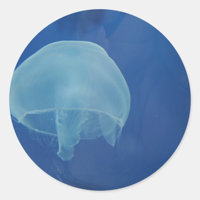 jellyfish classic round sticker (Front)