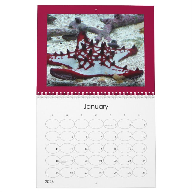 jellyfish cover calendar (Jan 2026)