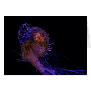 Jellyfish Dance Partners