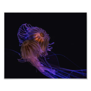 Jellyfish Dance Partners Photo Print