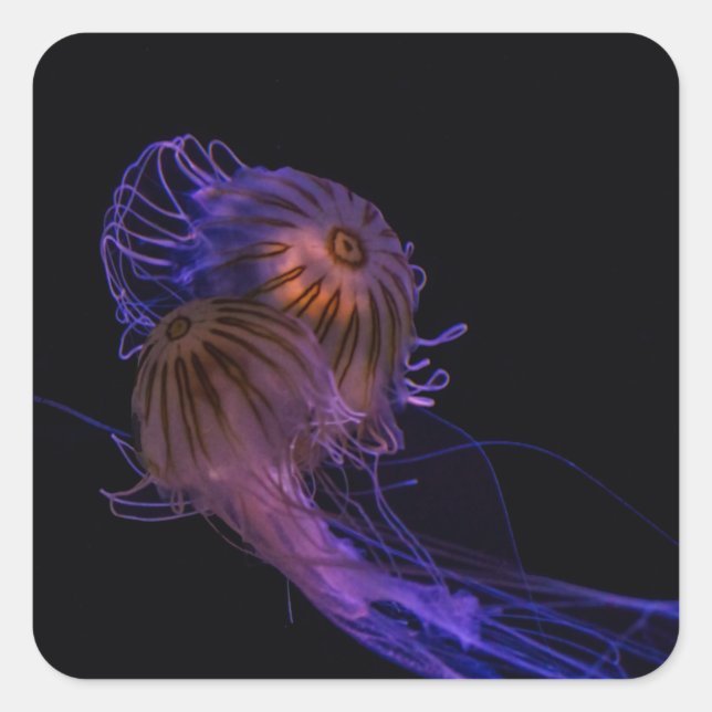 jellyfish Dance Partners Square Sticker (Front)
