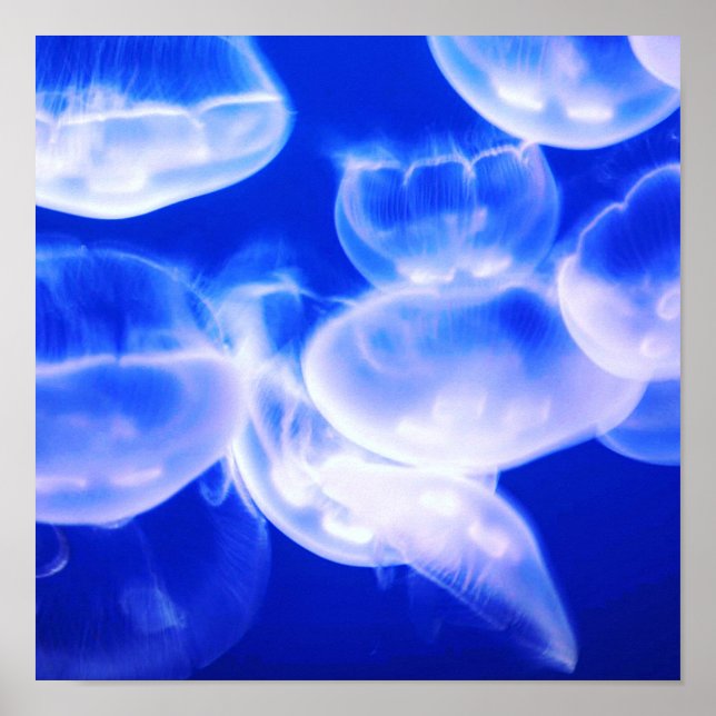 Jellyfish Deep Blue Poster (Front)