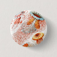 Jellyfish, Discomedusae by Ernst Haeckel