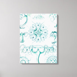 Jellyfish, Discomedusae  by Ernst Haeckel Canvas Print