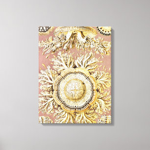 Jellyfish, Discomedusae by Ernst Haeckel Canvas Print