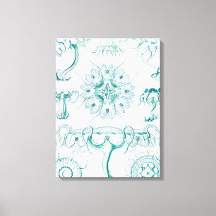 Jellyfish, Discomedusae by Ernst Haeckel Canvas Print