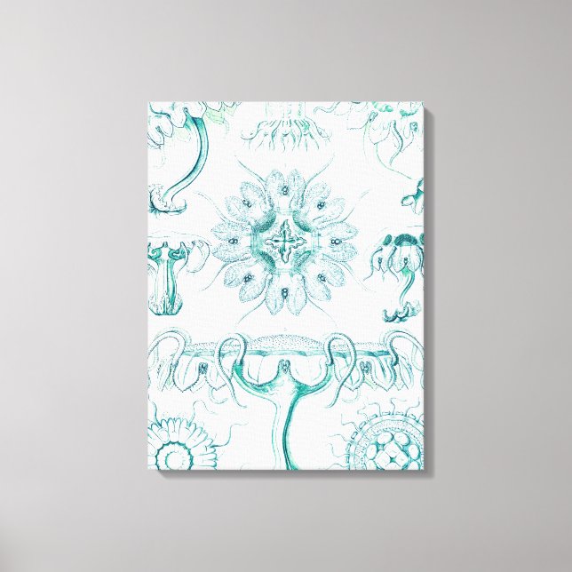 Jellyfish, Discomedusae  by Ernst Haeckel Canvas Print (Front)