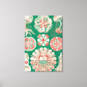 Jellyfish, Discomedusae  by Ernst Haeckel Canvas Print
