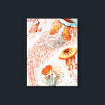 Jellyfish, Discomedusae  by Ernst Haeckel Canvas Print<br><div class="desc">Jellyfish,  Discomedusae Scheibenquallen  by Ernst Haeckel Canvas Print</div>