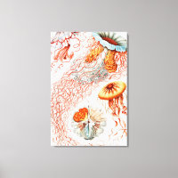 Jellyfish, Discomedusae by Ernst Haeckel