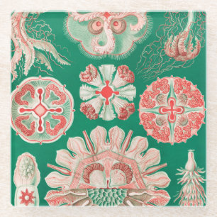 Jellyfish, Discomedusae by Ernst Haeckel Glass Coaster