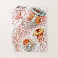 Jellyfish, Discomedusae by Ernst Haeckel