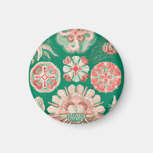 Jellyfish, Discomedusae by Ernst Haeckel Magnet