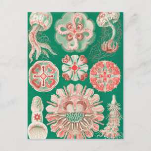 Jellyfish, Discomedusae by Ernst Haeckel Postcard