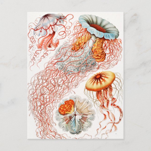 Jellyfish, Discomedusae by Ernst Haeckel Postcard (Front)