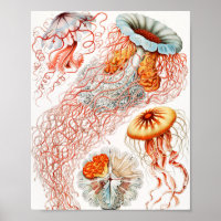 Jellyfish, Discomedusae by Ernst Haeckel
