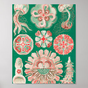 Jellyfish, Discomedusae by Ernst Haeckel Poster