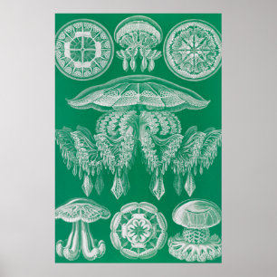 Jellyfish, Discomedusae by Ernst Haeckel Poster