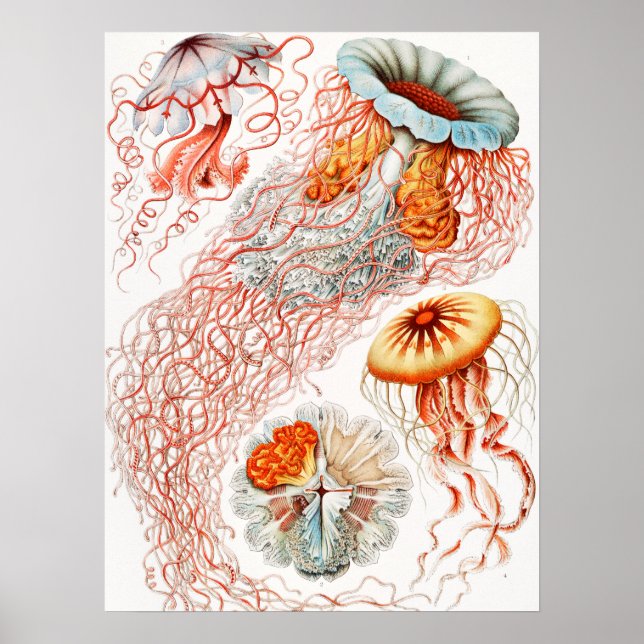 Jellyfish, Discomedusae by Ernst Haeckel Poster (Front)