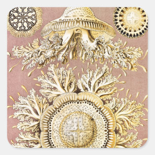 Jellyfish, Discomedusae by Ernst Haeckel Square Sticker