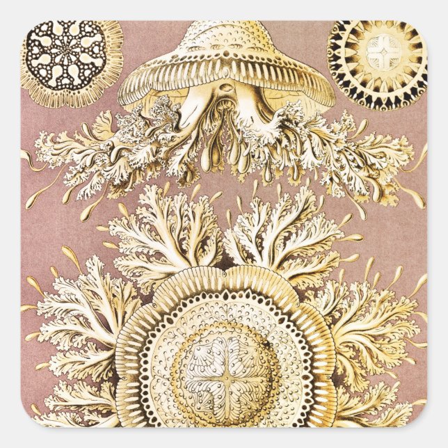 Jellyfish, Discomedusae by Ernst Haeckel Square Sticker (Front)