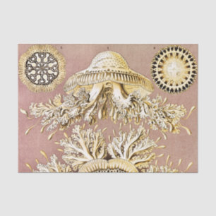 Jellyfish, Discomedusae by Ernst Haeckel Tissue Paper
