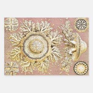 Jellyfish, Discomedusae by Ernst Haeckel Wrapping Paper Sheet