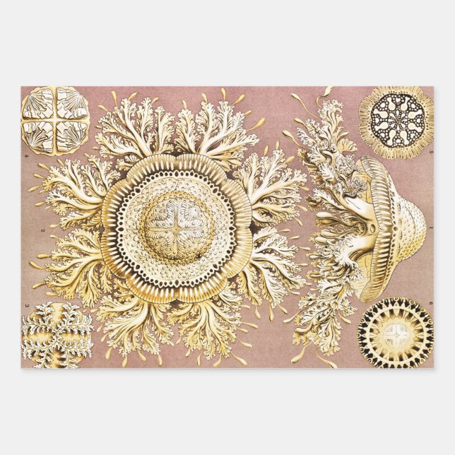 Jellyfish, Discomedusae by Ernst Haeckel Wrapping Paper Sheet (Front)