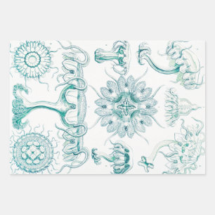 Jellyfish, Discomedusae by Ernst Haeckel Wrapping Paper Sheet