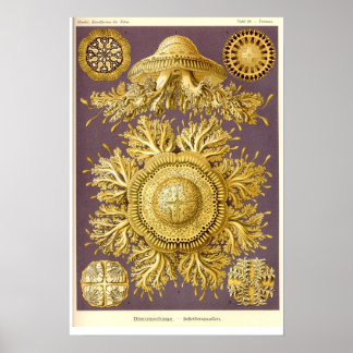 Jellyfish - Discomedusae - Ernst Haeckel Poster