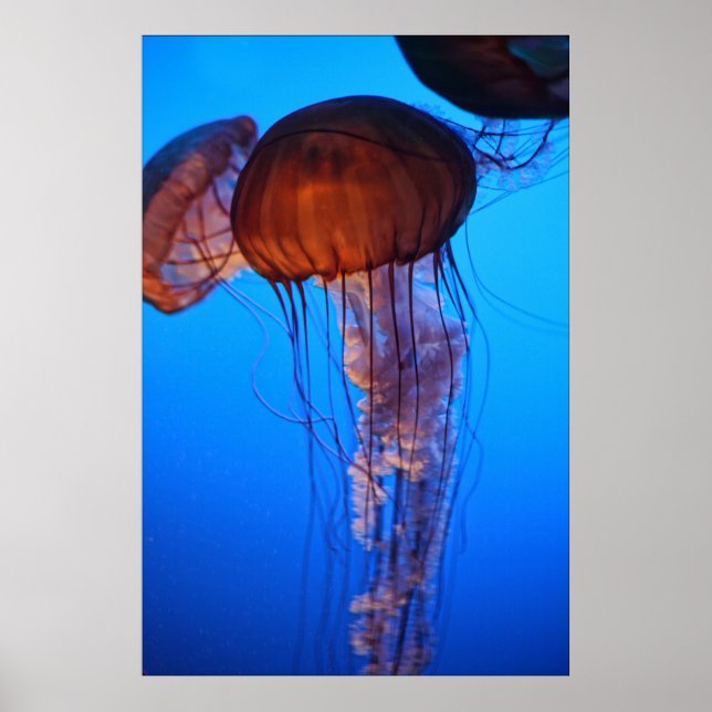 Jellyfish I Print (Front)