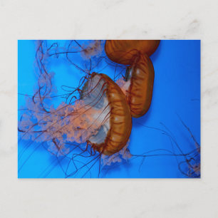 Jellyfish in an Aquarium Postcard