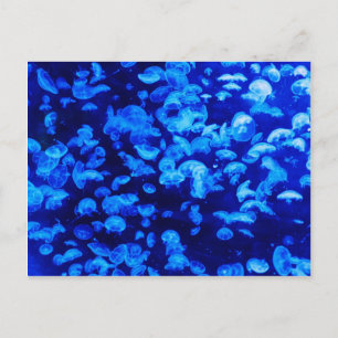 Jellyfish in Deep Blue Sea Postcard