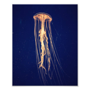 Jellyfish in Vibrant Colour   Photo Print