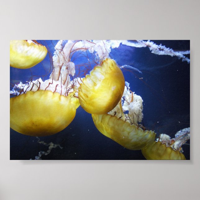 Jellyfish Just Keep Swimming Poster (Front)