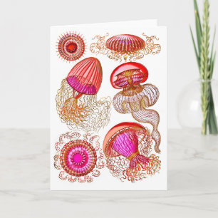 Jellyfish Leptomedusae in Bright Pink Card