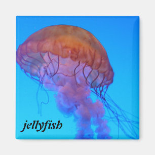 Jellyfish Magnet