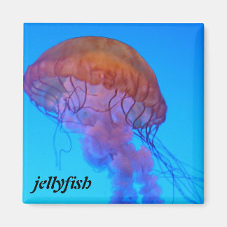 Jellyfish Magnet