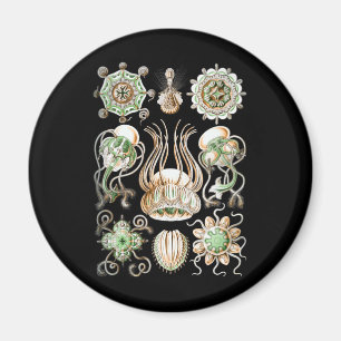 Jellyfish Magnet