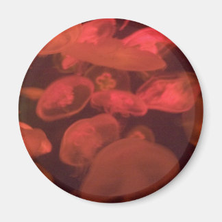 Jellyfish Magnet