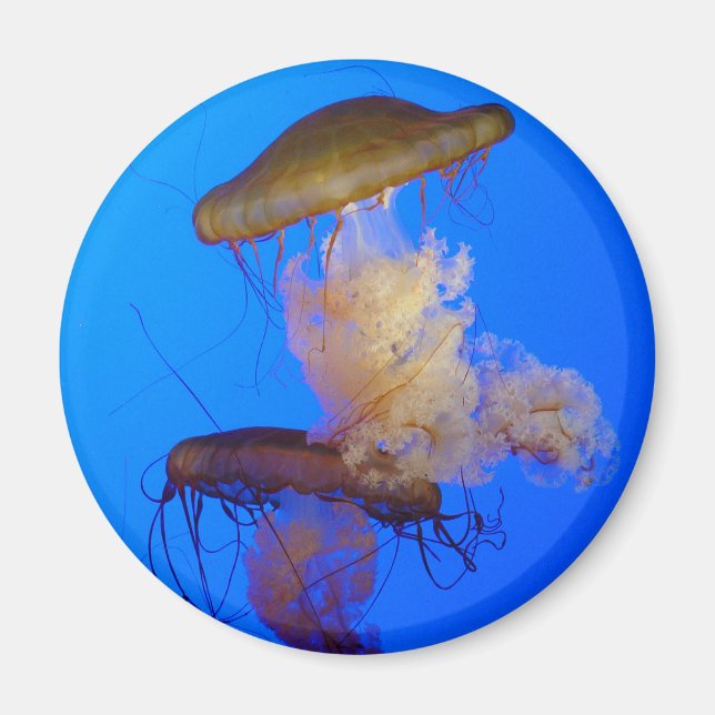 Jellyfish Magnet (Front)