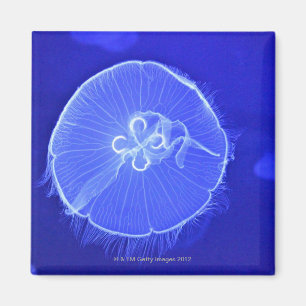 Jellyfish Magnet