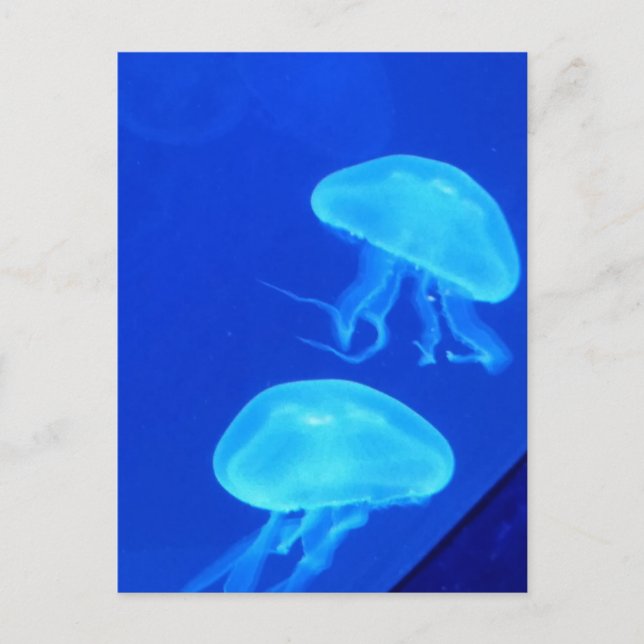 Jellyfish North Carolina Aquarium Postcard (Front)