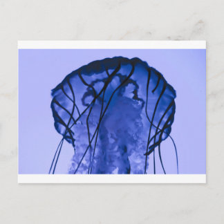 Jellyfish on Blue Postcard