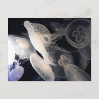 JellyFish Postcard